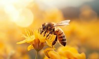 Honeybee collecting nectar from bright yellow flower in golden sunlight with warm bokeh background for nature and pollination themes.