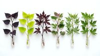 Fresh herb and leaf collection arranged in row on white background, culinary plants for cooking and natural medicine isolated.