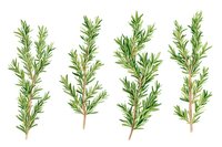 Fresh rosemary sprigs with green aromatic leaves and woody stems on white background, watercolor botanical illustration for kitchen and garden design.