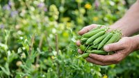 Farmer holding fresh green beans in hands over garden field with blurred plants background, harvest time.