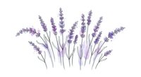 Lavender flowers bunch with purple blooms and green stems isolated on white background for aromatherapy and herbal design projects.