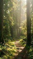 Sunlit forest path winding through towering evergreen trees with lush green moss and undergrowth, ideal for nature, travel, and wellness design projects.