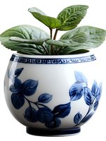 Fresh green plant with textured leaves growing in traditional blue and white ceramic pot featuring oriental floral pattern and decorative rim design.