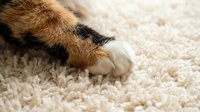 Closeup of cat paw with extended claws on beige carpet, showing feline behavior and texture detail for pet care and animal content.