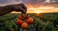 Farmer hand holding fresh ripe tomatoes at sunset in agricultural field. Organic farming and harvest concept for healthy food production.