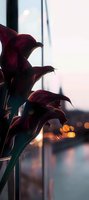 Deep burgundy calla lilies silhouetted against blurred city lights at dusk, creating romantic atmosphere with soft bokeh effect and elegant floral shapes.