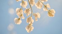 Delicate golden autumn leaves hanging on thin branches against soft blue sky background, creating peaceful seasonal nature scene with warm sunlight.