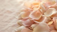 Soft pink rose petals scattered on white surface with warm golden sunlight creating romantic atmosphere for wedding or spa decoration.