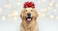 Happy golden retriever dog wearing red gift bow on head against bokeh lights background for holiday celebrations and festive greeting cards.