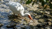 White seagull feeding on rocky shore with clear shallow water, natural wildlife behavior in coastal marine environment for nature photography projects.