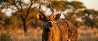 Male greater kudu antelope with spiral horns standing in golden savanna grassland during sunset with acacia trees in background for wildlife photography.