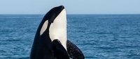 Majestic orca whale breaching ocean surface with distinctive black and white markings against blue sea water backdrop for marine wildlife conservation.