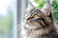 Long-haired tabby cat with amber eyes gazing upward against blurred green background, close-up portrait showing detailed fur texture and whiskers.