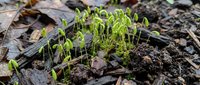 Young green seedlings sprouting through rich dark soil among fallen autumn leaves in natural forest floor environment for gardening concepts.