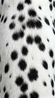 Close-up of dalmatian dog fur showing distinctive black spots on white coat with natural hair texture and pattern detail for animal and pet design projects.