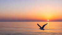 Seagull flying over calm ocean water during golden hour sunset with warm orange and pink sky colors reflecting on sea surface for peaceful nature concepts.