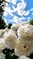 Cluster of cream-colored roses with layered petals in full bloom against blue sky with white clouds and green foliage, suitable for garden, floral, and nature designs.