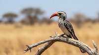 Red-billed hornbill perched on dead branch in African savanna landscape with acacia trees blurred in golden background during wildlife photography safari.