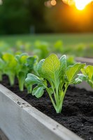 Young lettuce seedling growing in raised garden bed with rich soil at sunset, backlit by golden evening sun creating natural bokeh effect in background.