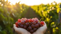 Fresh red grapes held in cupped hands at vineyard during golden hour sunset with warm sunlight and bokeh background for harvest season concepts.