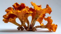 Fresh golden chanterelle mushrooms cluster with vibrant orange caps and distinctive ridged undersides against neutral background for culinary or foraging content.