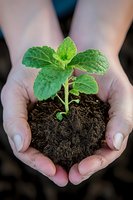 Young green plant seedling with fresh mint leaves growing in rich soil, held gently in feminine hands, symbolizing growth, nurturing and environmental care.