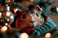 Adorable guinea pig wrapped in knitted green and red scarf against blurred Christmas lights background, creating cozy holiday atmosphere with bokeh effect.