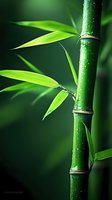Fresh green bamboo stem with water drops and leaves against dark background, creating zen atmosphere for wellness and spa designs.