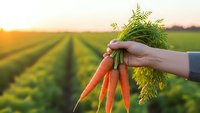 Fresh organic carrots with green tops held in hand over agricultural field at golden sunset showcasing healthy farm produce and sustainable farming practices.