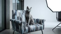 Gray cat standing on striped armchair in modern interior space, suitable for pet, furniture, and home decor design projects.