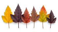 Seven autumn leaves in gradient colors from yellow to dark burgundy, isolated on white background, showcasing fall foliage variety.
