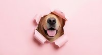 Happy golden retriever dog peeking through torn pink paper hole with tongue out, playful pet portrait on pastel background for advertising and design.