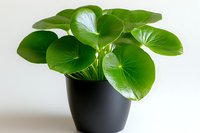 Lush green Chinese money plant with round leaves in black pot against white background, popular indoor houseplant for modern minimal home decor and interior design.