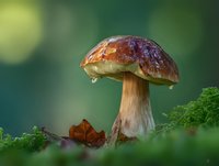 Closeup of wild porcini mushroom with brown cap and thick stem growing in forest moss with water droplet and autumn leaf on green background.