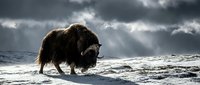 Majestic yak with thick brown fur walking across snowy mountain landscape under dramatic stormy sky with sunbeams breaking through dark clouds in winter wilderness.