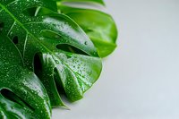 Fresh monstera leaf with water drops on bright background, macro photography showing natural texture and glossy surface of tropical foliage.