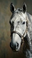 Close-up portrait of gray dappled horse head with leather halter against blurred background for equestrian and animal photography projects.