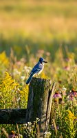 Blue jay perched on weathered wooden fence post in wildflower meadow with golden autumn bokeh background for nature and wildlife photography.