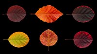 Six colorful autumn leaves in red, orange, and yellow tones, isolated on transparent background. Great for clipart, stickers, t-shirt design, and print on demand.