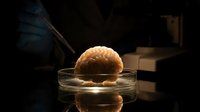 Human brain model in glass petri dish on dark laboratory table with scientific equipment and books in background for medical education and research.