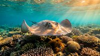 Majestic stingray gliding over vibrant coral reef in crystal clear tropical waters with golden sunlight filtering through surface creating magical underwater scene.