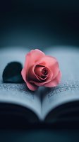 Single pink rose resting on open book pages with dramatic lighting and shadow creating romantic mood, perfect for poetry, literature, and romance themes.