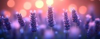 Purple lavender flowers in soft focus with dreamy bokeh lights background creating romantic atmosphere for aromatherapy and wellness designs.