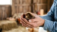 Farmer holding newborn chick in cupped hands at poultry farm, agricultural care and livestock management concept for farming industry.