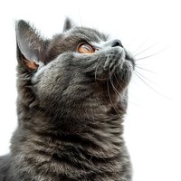 Gray British shorthair cat with amber eyes looking up against white background, close-up portrait showing fluffy fur texture and distinctive facial features.