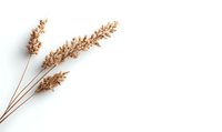 Dried wheat stalks on white background, natural organic cereal plant stems in minimal composition. Isolated botanical element for design projects.