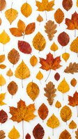 Colorful autumn leaves collection isolated on white background featuring golden yellow orange red brown foliage perfect for seasonal design projects.