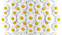 White daisy flowers with bright yellow centers arranged in repeating pattern on clean background for spring design projects and floral decorations.
