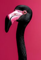 Crane head with black plumage and pink facial markings against vibrant magenta background. Isolated wildlife portrait suitable for design, print, and editorial use.