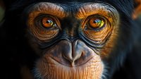 Close up portrait of young chimpanzee face showing detailed amber eyes, wrinkled skin texture and expressive features in dramatic lighting against dark background.